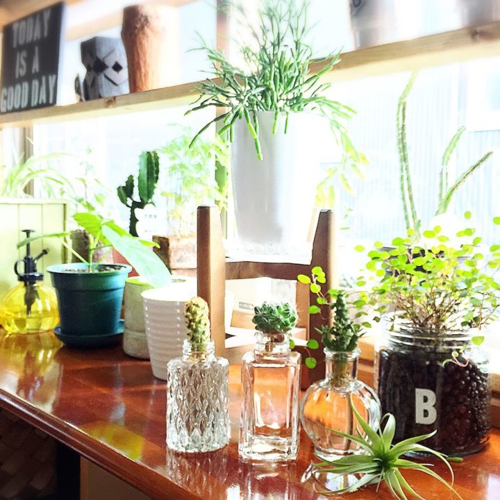 超カンタン 手間いらずの水耕栽培でインテリアにグリーンのアクセントを Folk