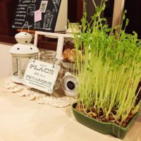 そのまま置いても小物入れとしてもキュート♡ひそかにブームなIKEAのランタン♪