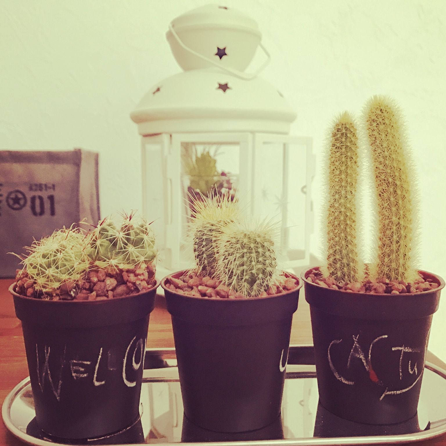 サボテンのある暮らしで日々の生活が楽しくなりそう この春はサボテンを飾りたい Folk