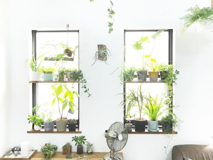 部屋と緑 特集 植物をウマく取り入れて こなれた部屋にしよう Folk