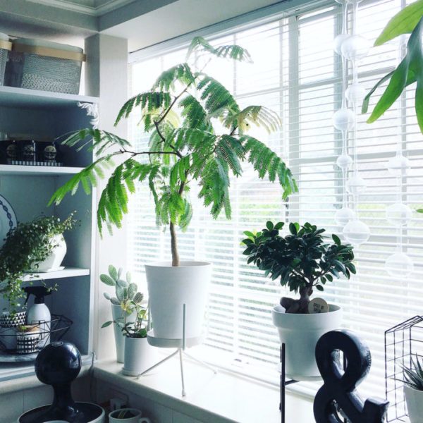 窓辺は絶好のインテリアスペース 素敵なアレンジをご紹介します Folk