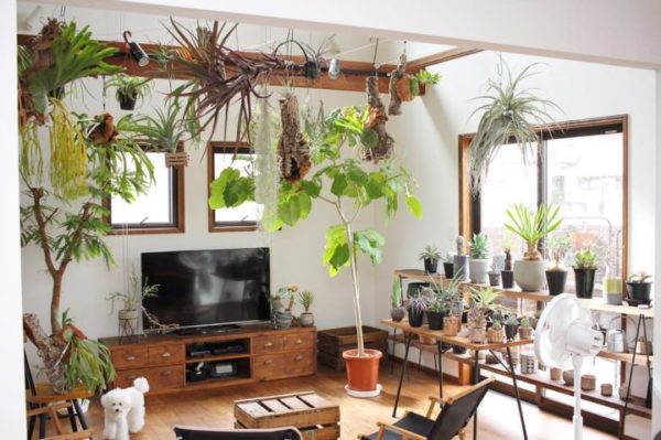 お部屋に緑のある暮らし 自然に癒される素敵なお部屋16選 Folk