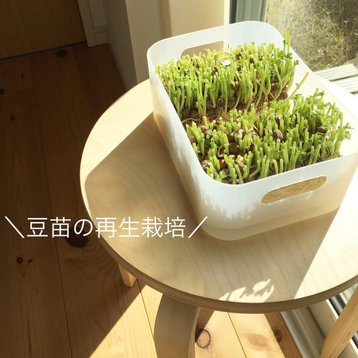 水耕栽培で食費を節約したい 再生できるスーパーの野菜 どんなのがあるの Folk