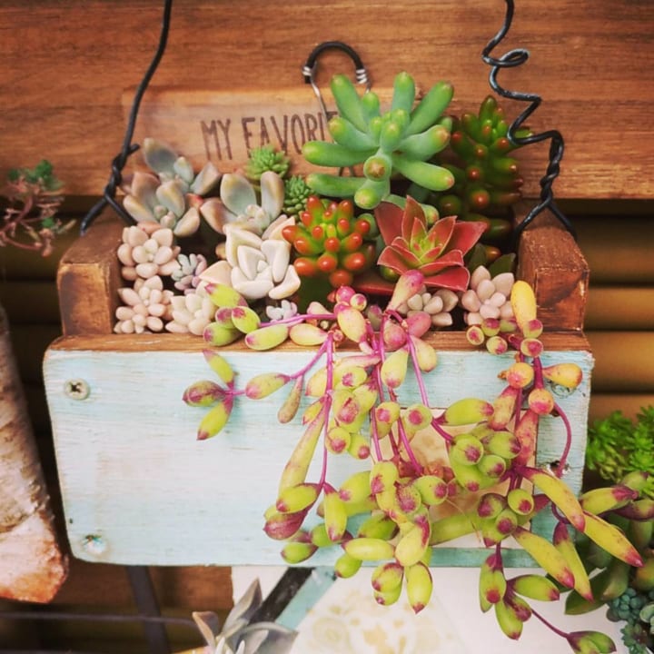 人気の多肉植物もご紹介 お部屋をよりチャーミングに見せる多肉植物ディスプレイ術 Folk 人気の多肉植物もご紹介 お部屋をよりチャーミングに見せる多肉植物ディスプレイ術 Folk