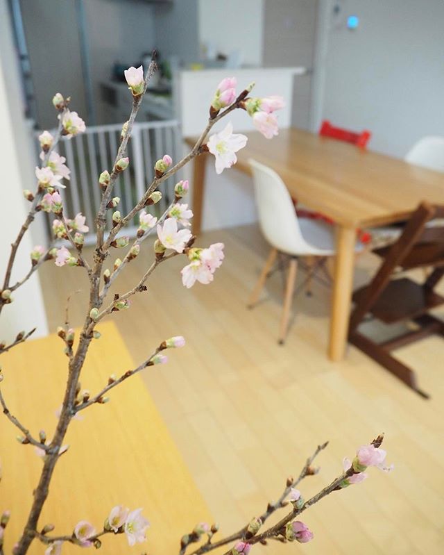 春といえば思い浮かぶのがこの花 大好きな桜をお部屋に飾りたい Folk