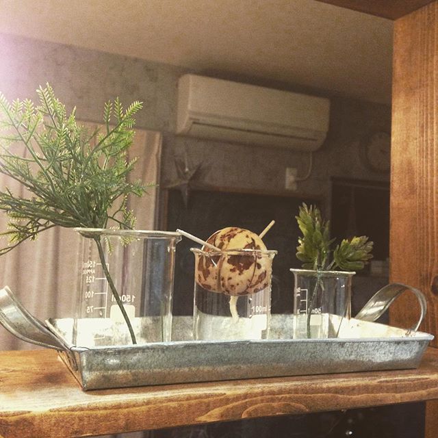 植物との相性抜群 ビーカーを使ったディスプレイアイディア Folk