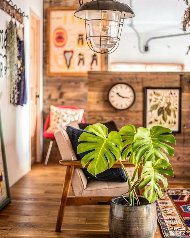 夏のお部屋にもぴったり 個性的な姿が魅力のモンステラでお部屋にアクセントを Folk