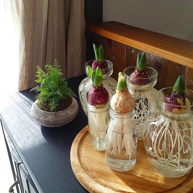 手軽に始められるから人気 コップなどで育てる水栽培の植物をご紹介 Folk