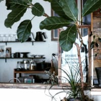 お部屋に力強くナチュラルな魅力を♪インテリア人気の高い観葉植物「ゴムの木」をご紹介