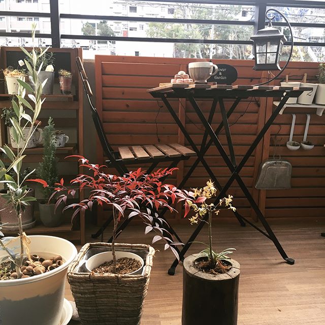 紅葉する木を育てる