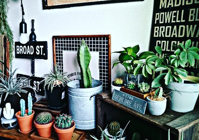 植物と暮らす 心地よい暮らしを身近にするためのアイディア18選 Folk