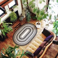 お部屋に置いてもプレゼントにも♪人気の観葉植物5選をご紹介します！