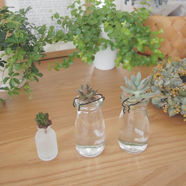 観葉植物を飾るコツ