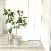 観葉植物初心者さんにオススメ！ゴムの木をお部屋のアクセントに取り入れよう♪