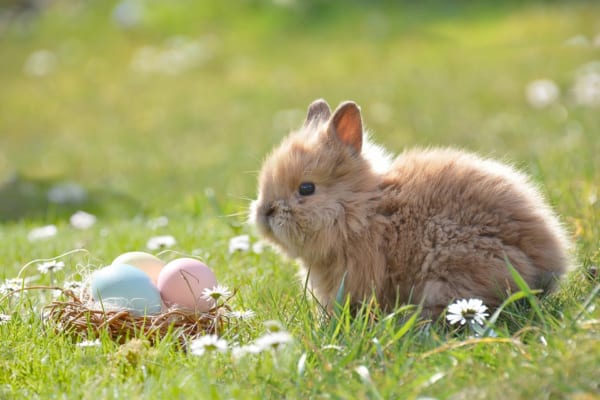 イースター　うさぎ　卵