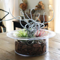 Cainz Folk フェイクグリーンアレンジ特集 Folk