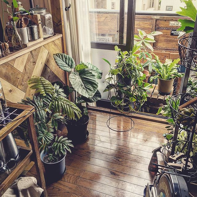 まるで森みたい グリーンをたくさん飾って自然豊かなお部屋を作ろう Folk