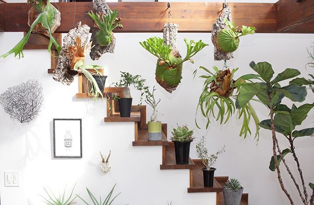 まるで森みたい グリーンをたくさん飾って自然豊かなお部屋を作ろう Folk