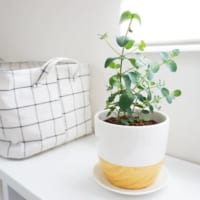 春から観葉植物をお部屋に取り入れませんか？人気の育てやすいグリーンをご紹介