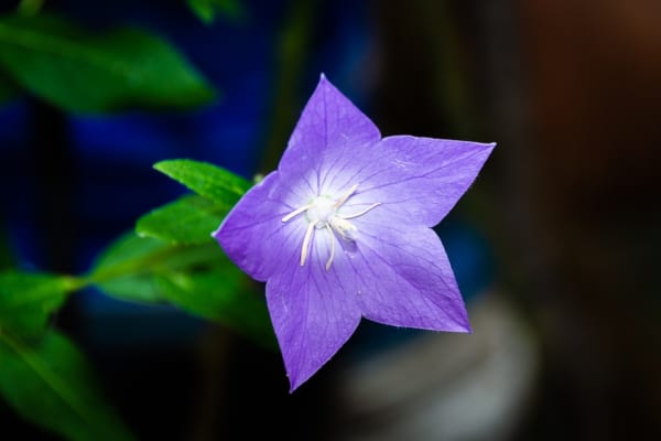 桔梗の花の特徴2.色