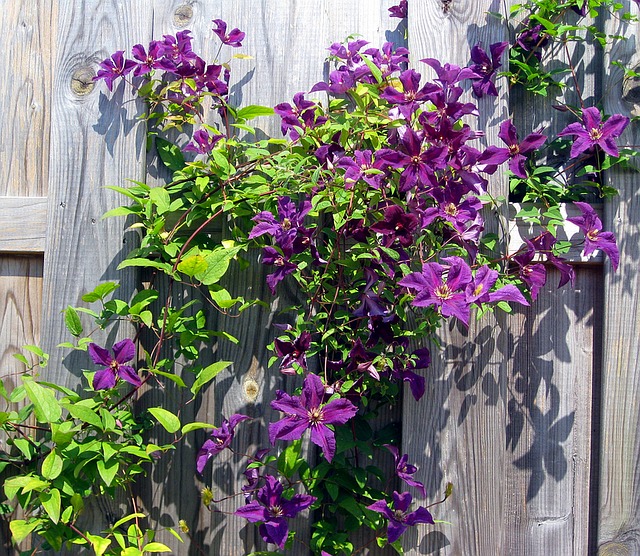 クレマチスの花言葉 ツル性植物の女王と呼ばれる花の由来や意味を解説 Folk