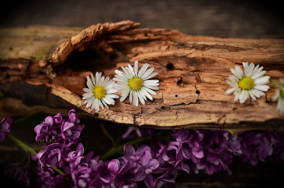 マーガレットの花言葉 恋占いに使われる 真珠 の花の意味を解説 Folk