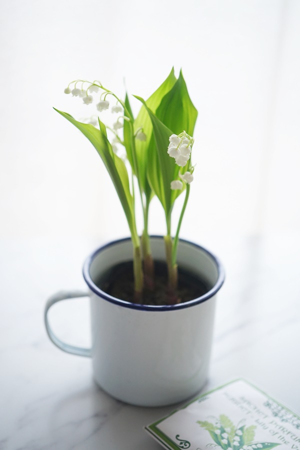 連載 人気のスズラン 空き瓶を利用して可愛くアレンジするポイント Folk