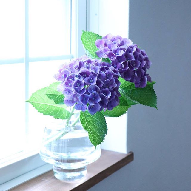 紫陽花の魅力と共に過ごす しとしと梅雨も心穏やかに乗り切ろう Folk