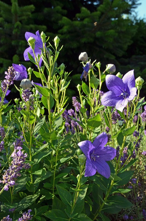 桔梗 キキョウ の花言葉 秋の七草である花の色別の意味を解説 Folk