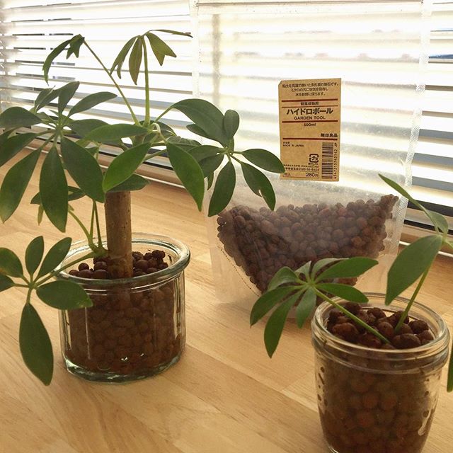 風水におすすめの観葉植物①パキラ2