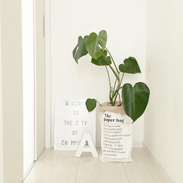 3. 耐陰性の観葉植物を置く