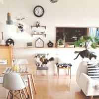 愛猫と暮らすインテリア インスタグラマーさんのおしゃれ実例 6つのプチアイデア Folk