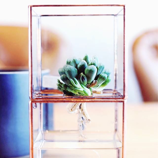 ぷくぷくかわいい多肉植物に癒されよう 多肉のお世話やおすすめの飾り方 Folk