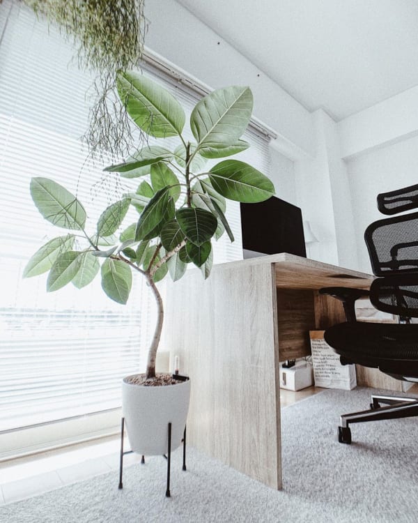 観葉植物6