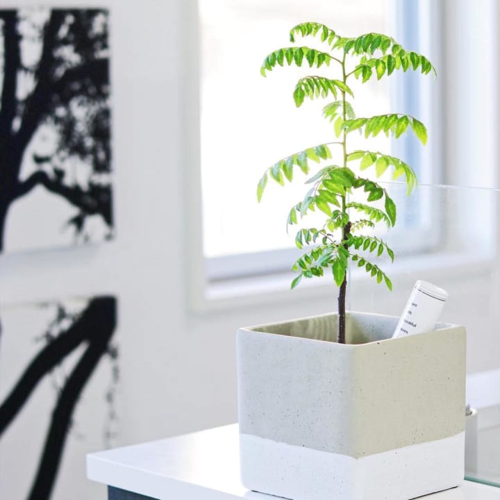 キッチンにおすすめの観葉植物まとめ 初心者でも育てやすいグリーンをご紹介 Folk