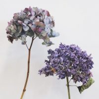 できるだけ、長く一緒に。ドライフラワー向きのお花の見分け方と、季節のおすすめドライフラワー5選