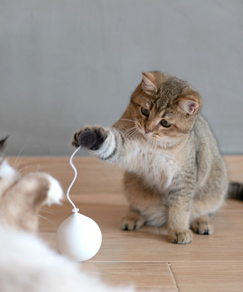 可愛い猫用雑貨！電動おもちゃが便利