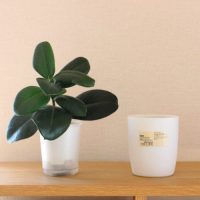 連載 無印 の底面給水の観葉植物が便利でおしゃれ 手軽にグリーンを楽しめる Folk