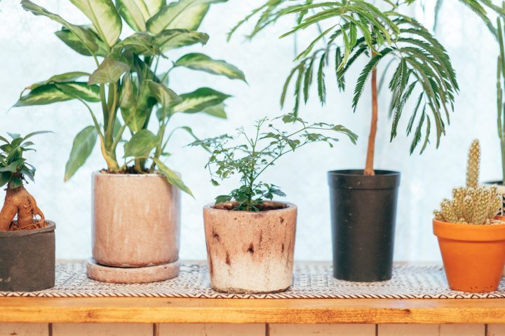 植物が溢れる空間に