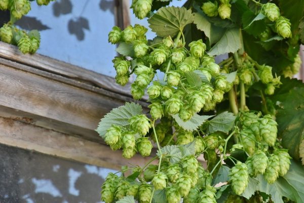 グリーンカーテンにおすすめの植物18選 初心者でも育てやすい花や野菜を紹介 Folk