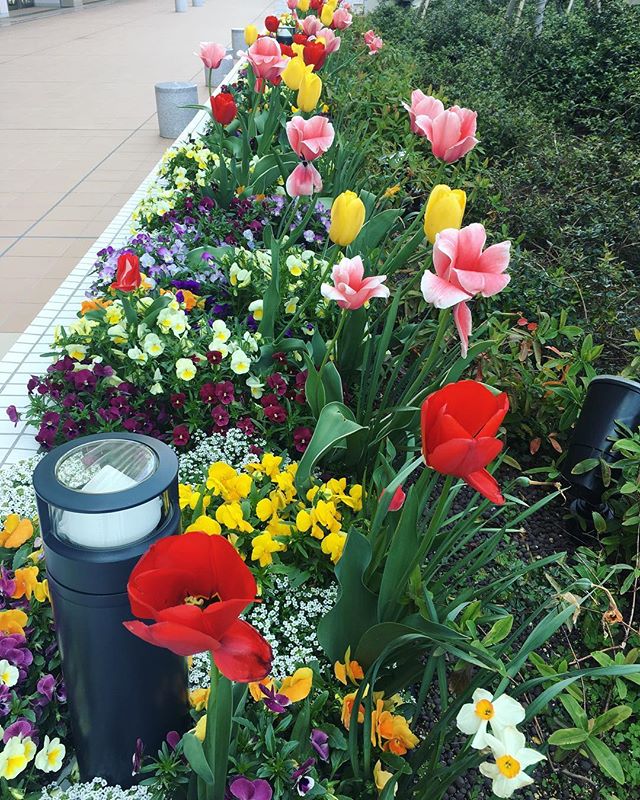 長方形の花壇をデザインして素敵なお庭づくり 初心者にもおすすめなおしゃれ実例 Folk