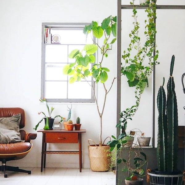 お部屋がパッと華やかに 観葉植物が素敵なインテリア特集 Folk お部屋がパッと華やかに 観葉植物が素敵なインテリア特集 Folk