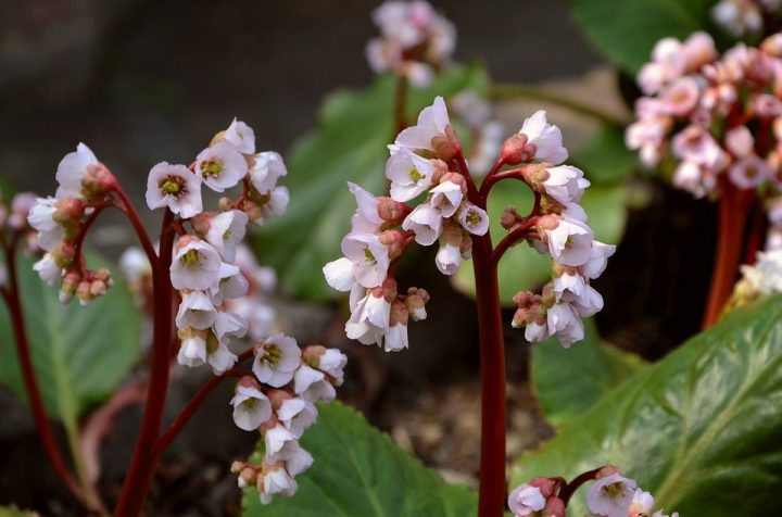 淡く小さなお花のヒマラヤユキノシタ