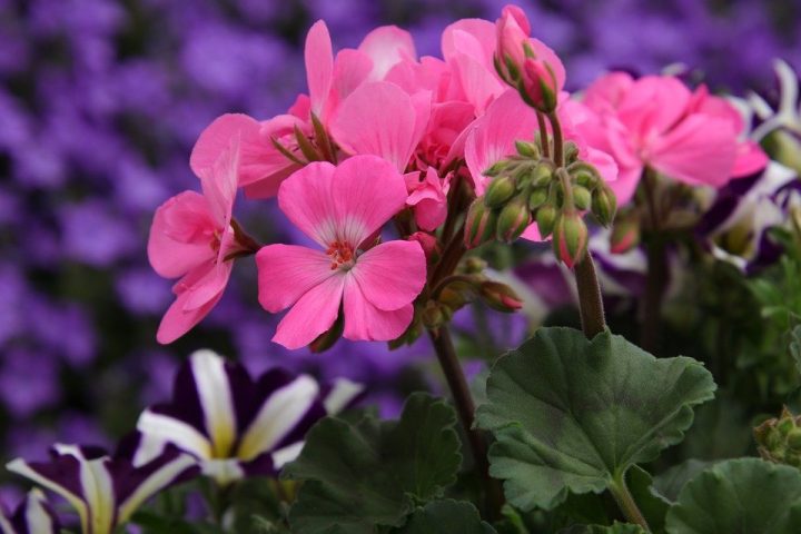 一年中花を咲かせるとされるゼラニウム