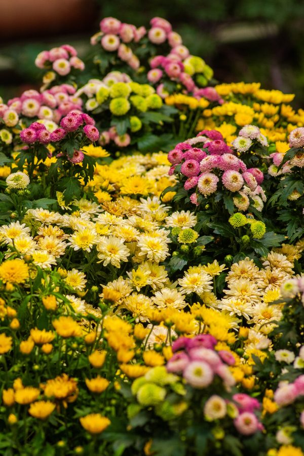 お正月や神仏へのお供えのお花