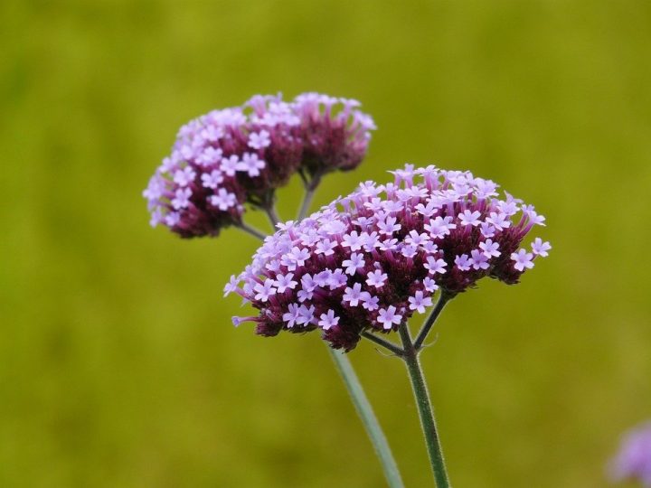 無数の小さなお花が魅力のバーベナ