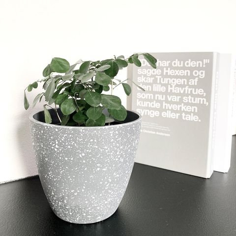 おしゃれな植木鉢&観葉植物