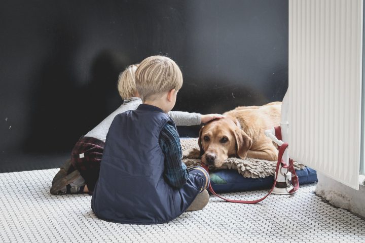 「愛犬の年齢や体調」で選ぶ誕生日プレゼント