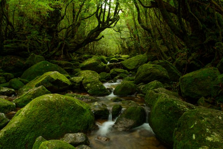 神秘的な自然を体験するなら「屋久島」