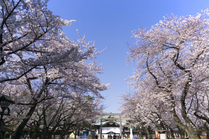 桜の名所「靖国神社」